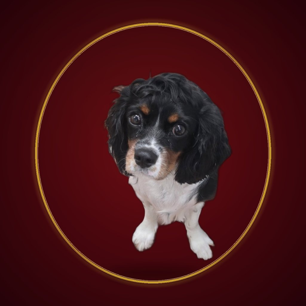 Ruby — September Pet of the Month