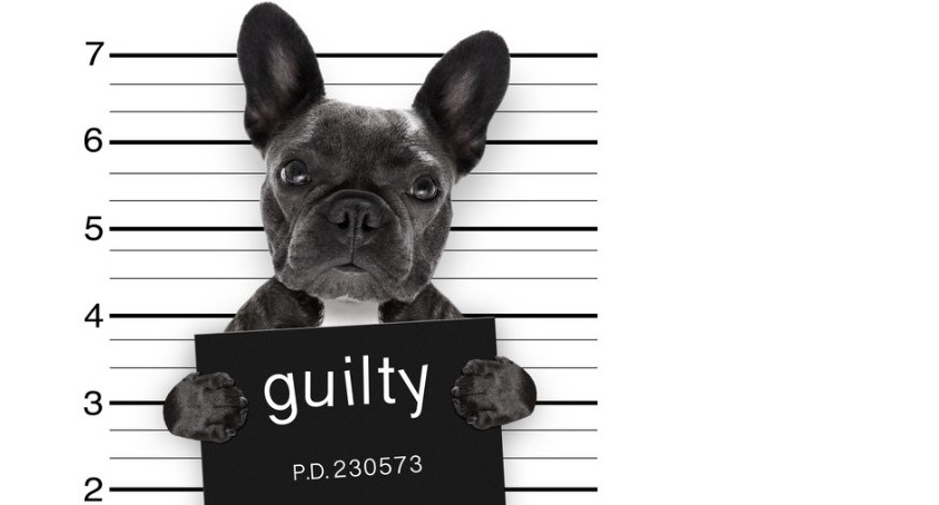 A mugshot of a French Bulldog hold a sign which say Guilty