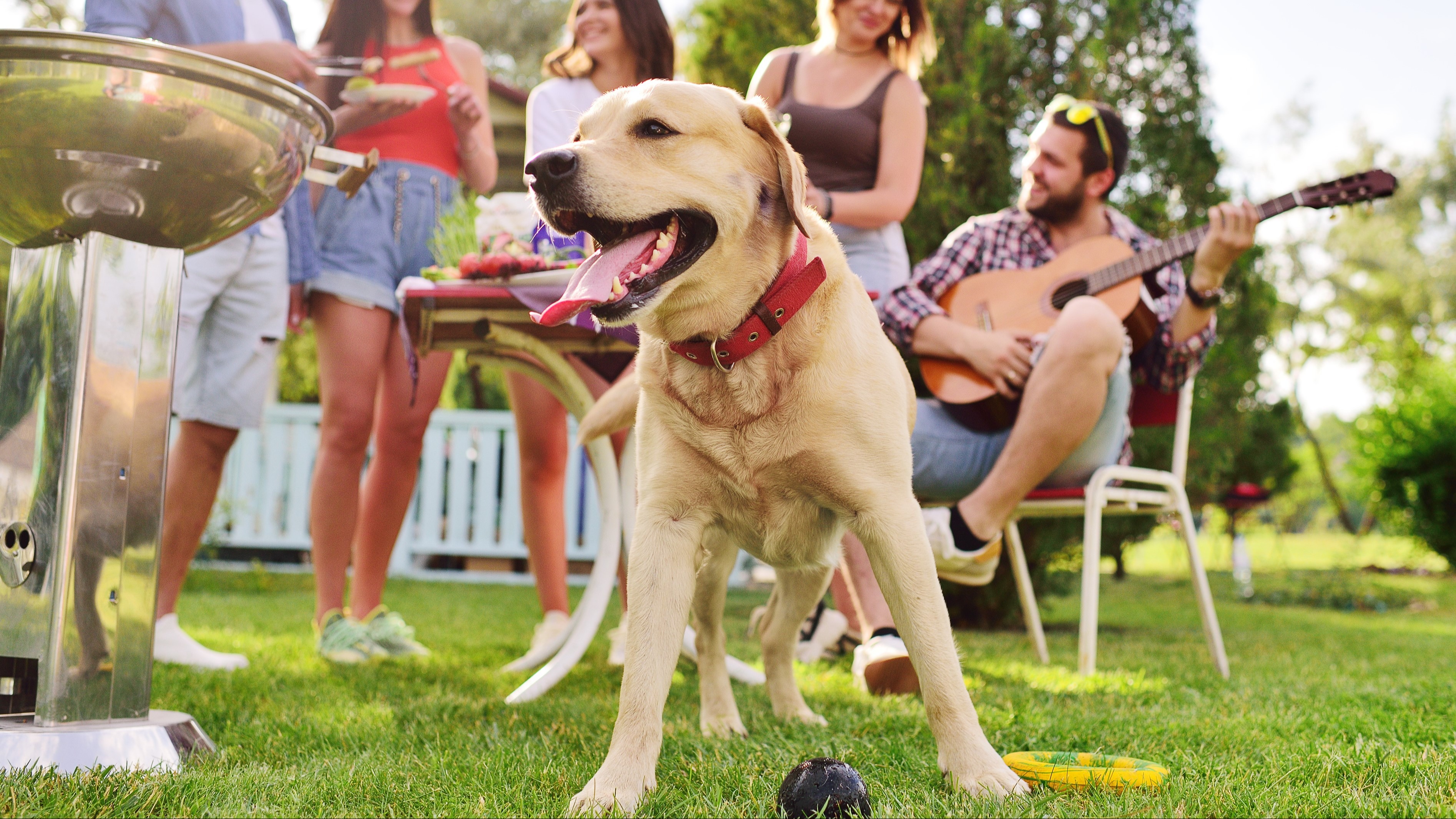 Photo image of golden retriever at a picnic