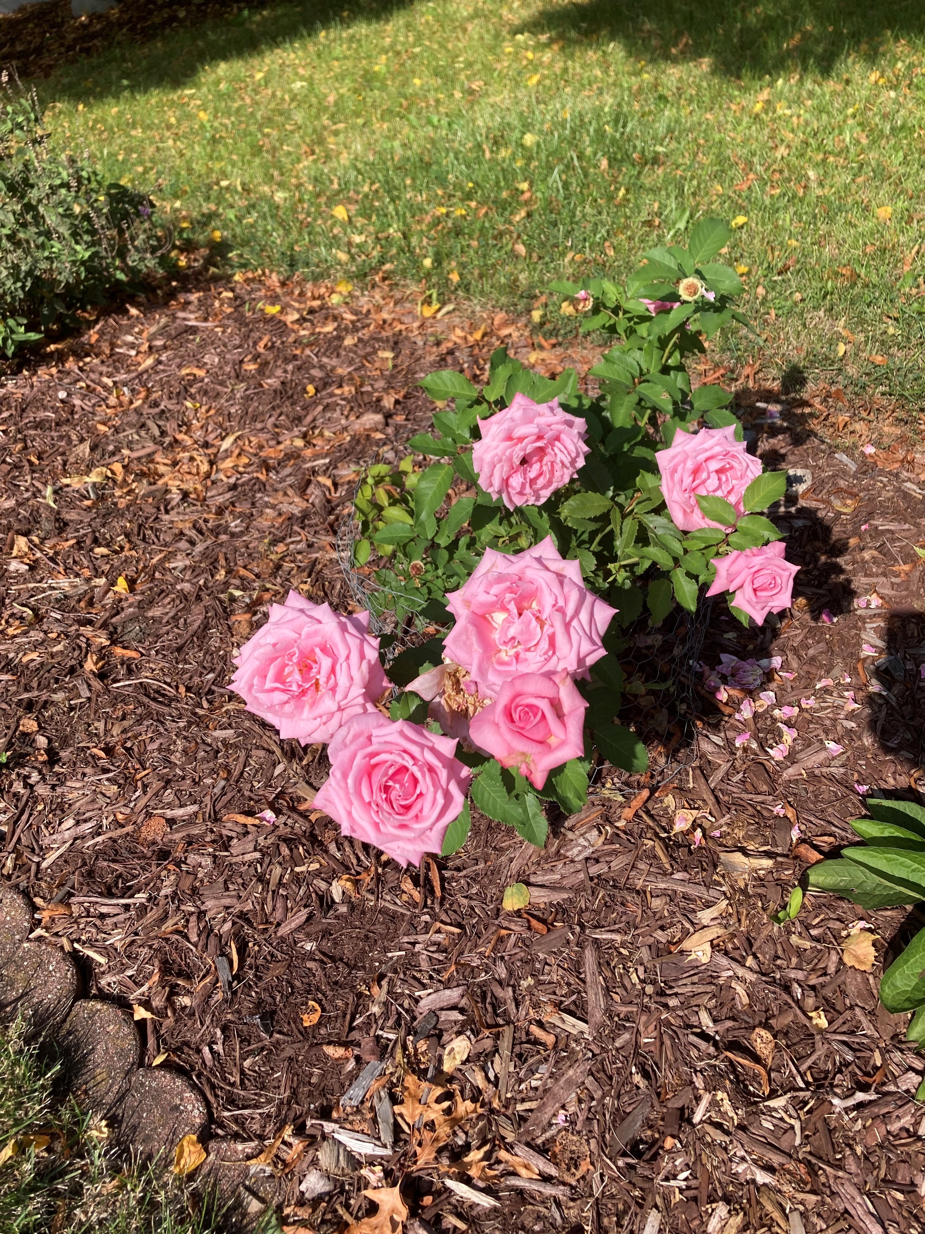 Pink Roses