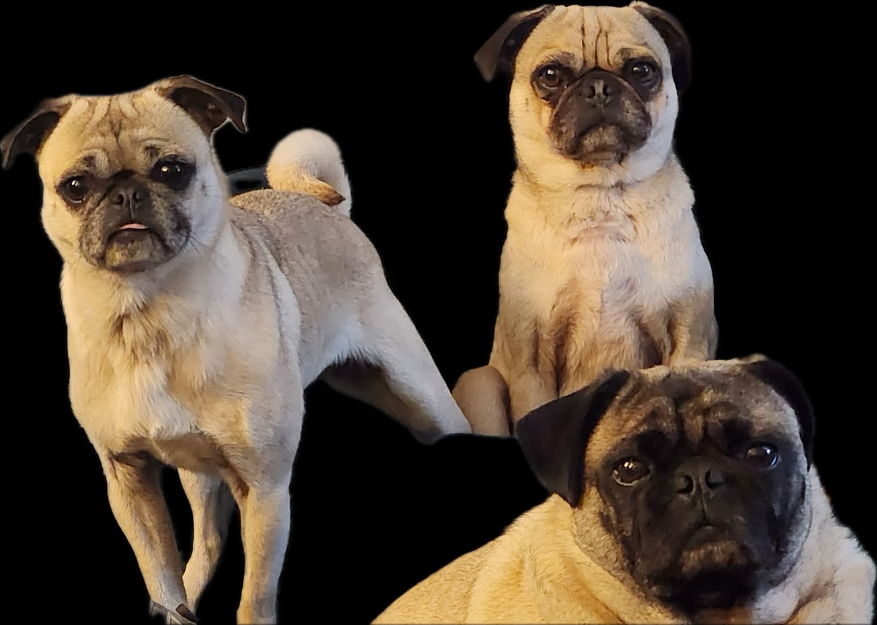 Pugs