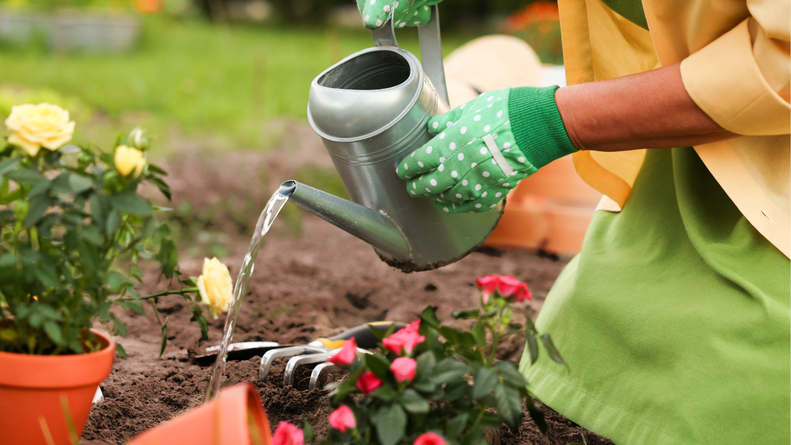 photo image of someone is watering their plants
