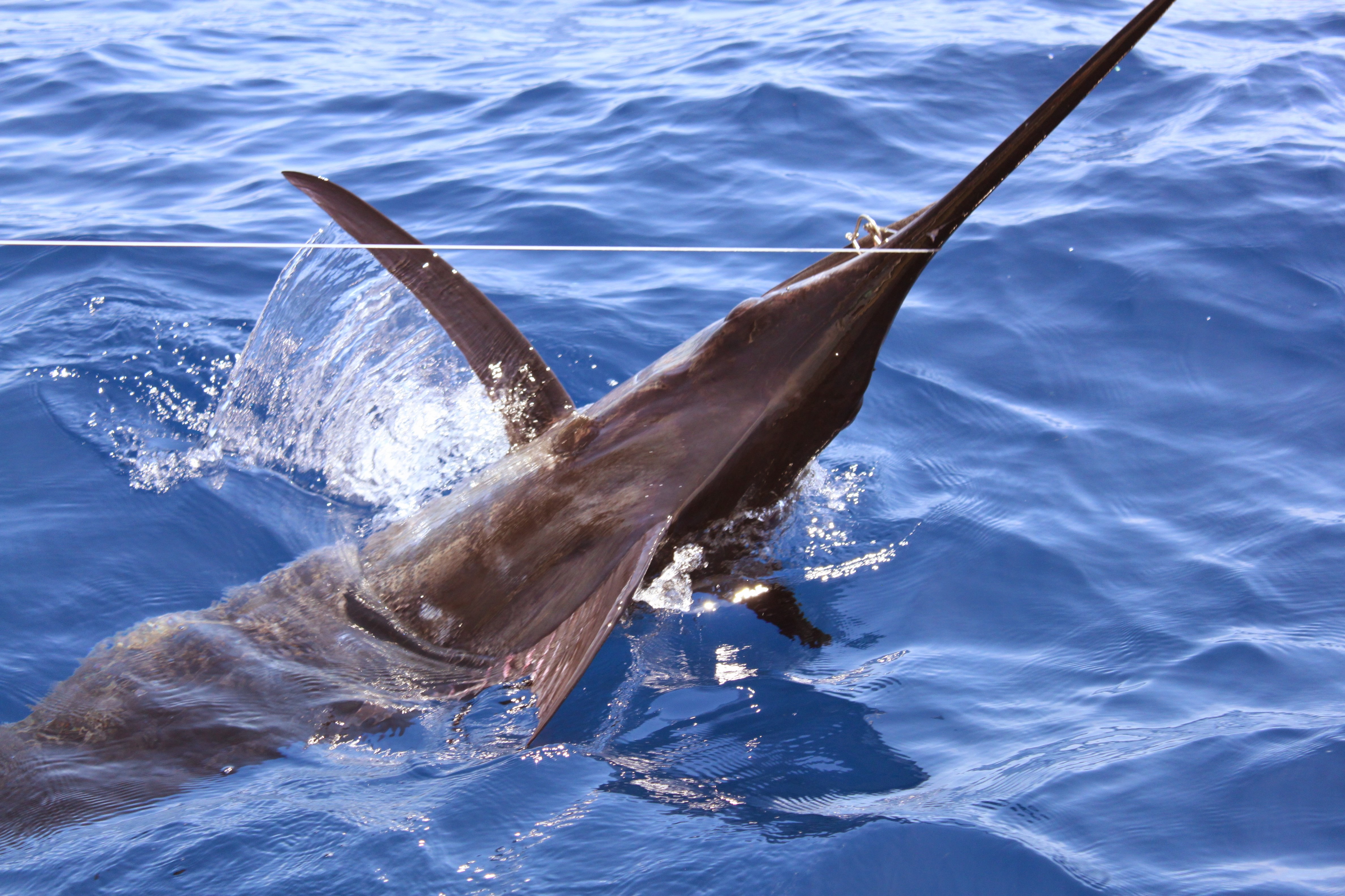Blue Marlin 2015 (2)