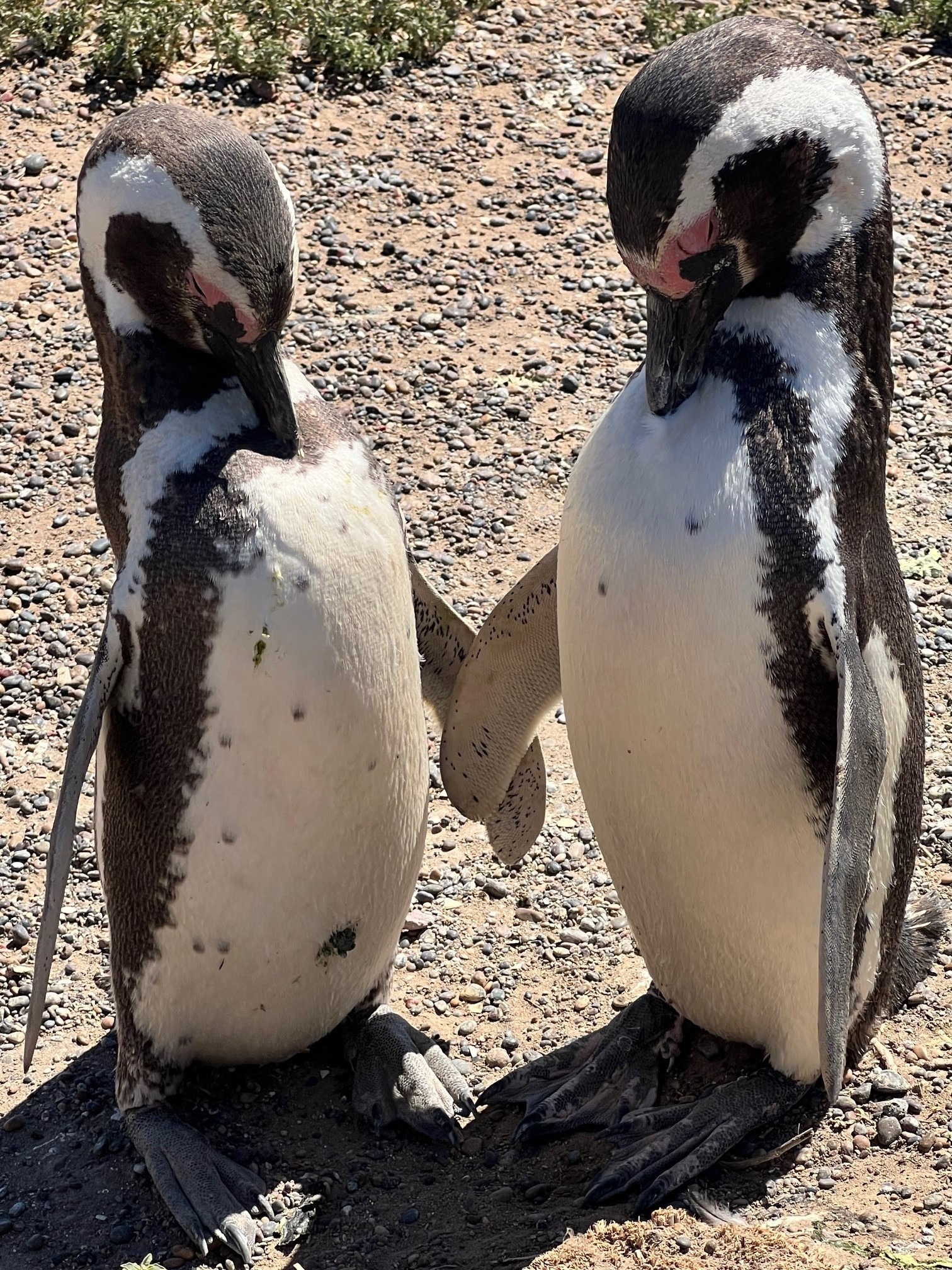 Penguins in Punto Tombo, Argentina
