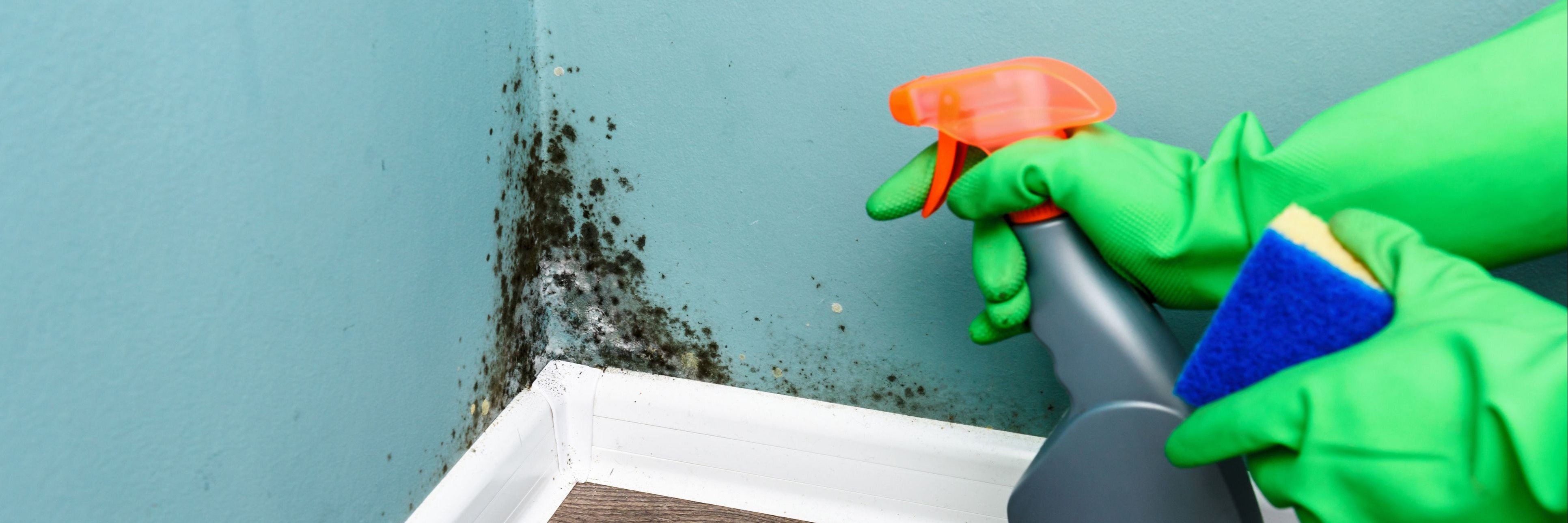 Does Home Insurance Cover Mold? Trident Insurance Agency