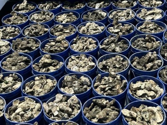 Oyster pick-up 2023 pic 3