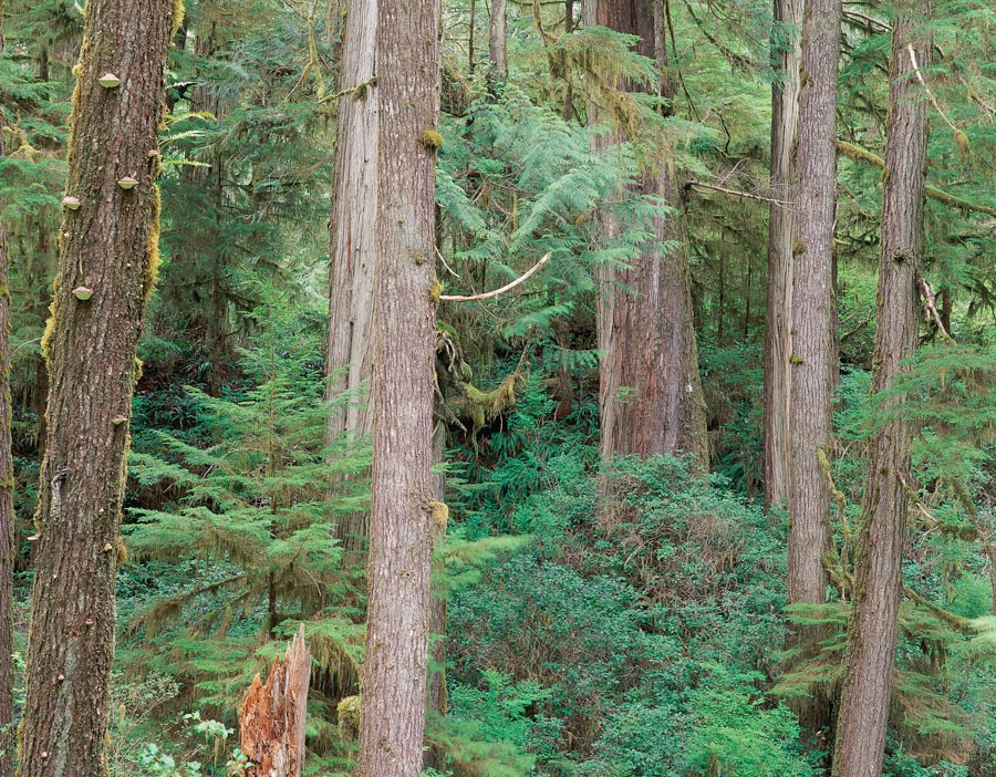 Green Forest with Pine Trees
