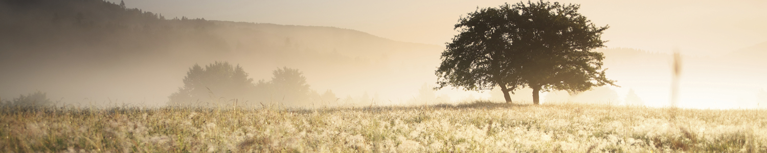 Tree in meadow