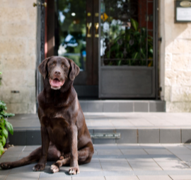 Dog sitting outside building