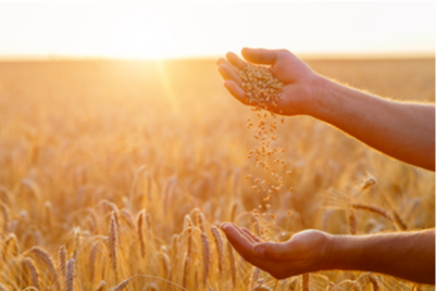 Wheat fields