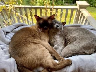 two-cats-cuddling
