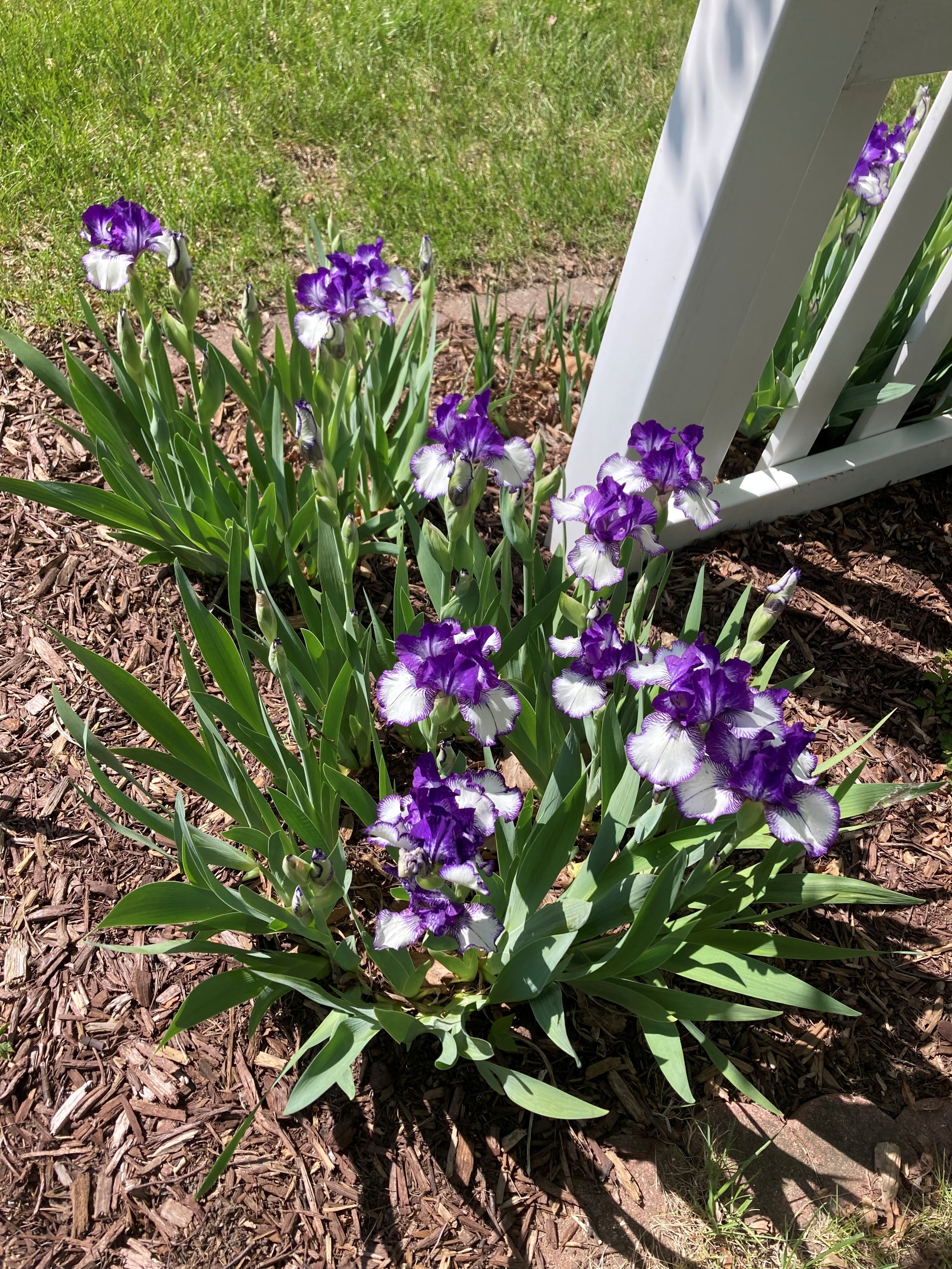 Purple Iris