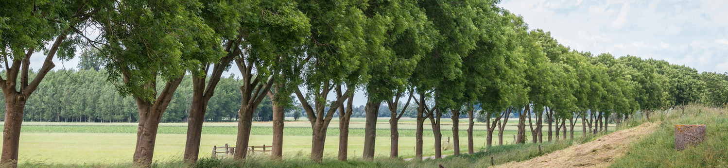 Row of scenic trees along a dirt path