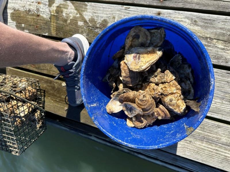 Oyster Delivery 2023