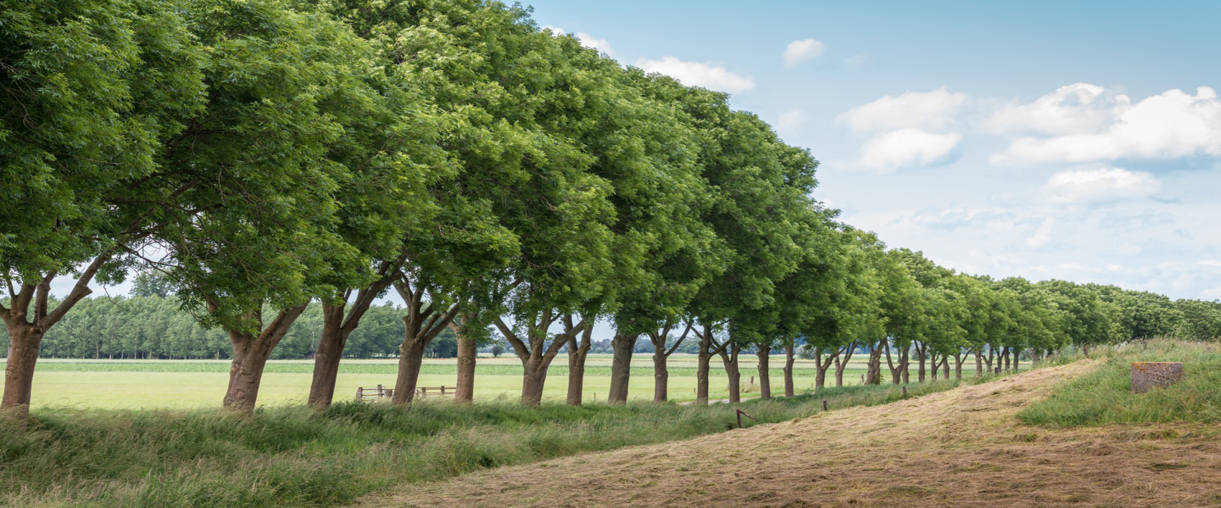 alt="Row of trees along a path in springtime "