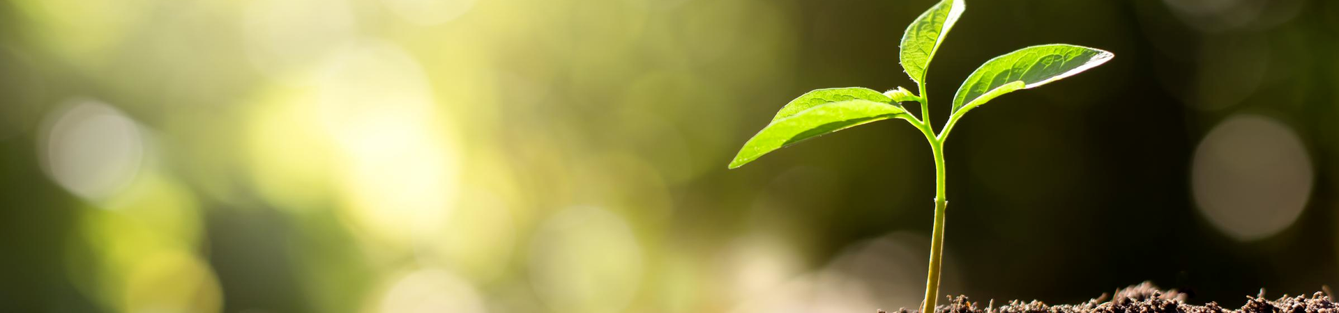 plant-image