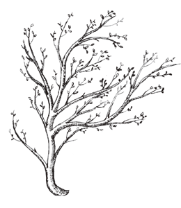 sketch of a tree in spring with buds