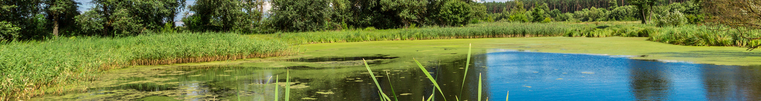 Pond with grass around it