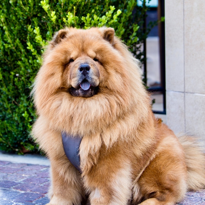 Kuma
