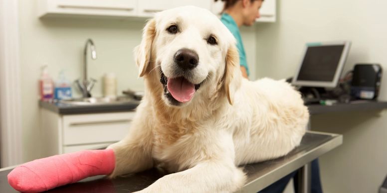 Veterinary Services