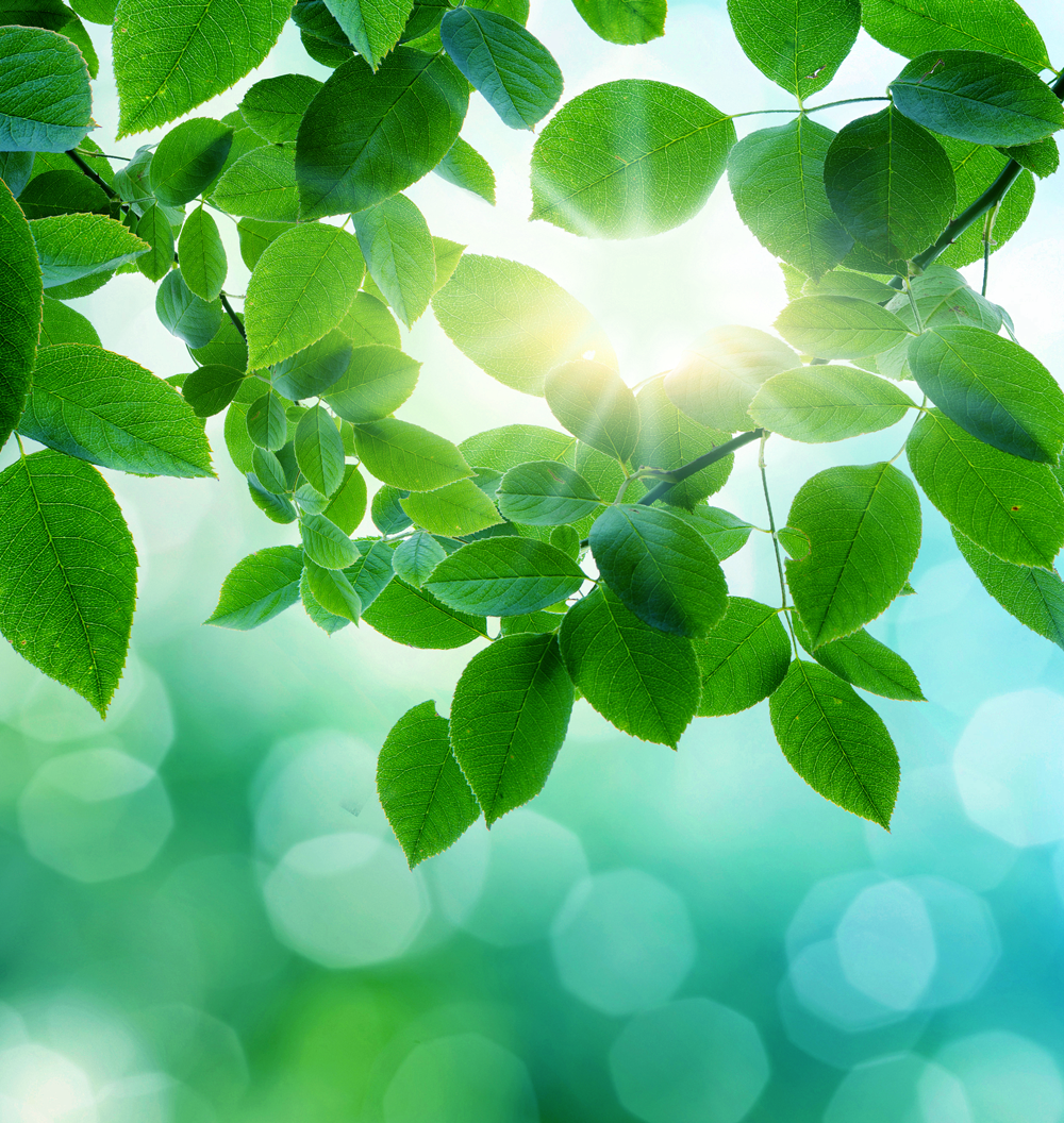 Sunray-Through-Leaf