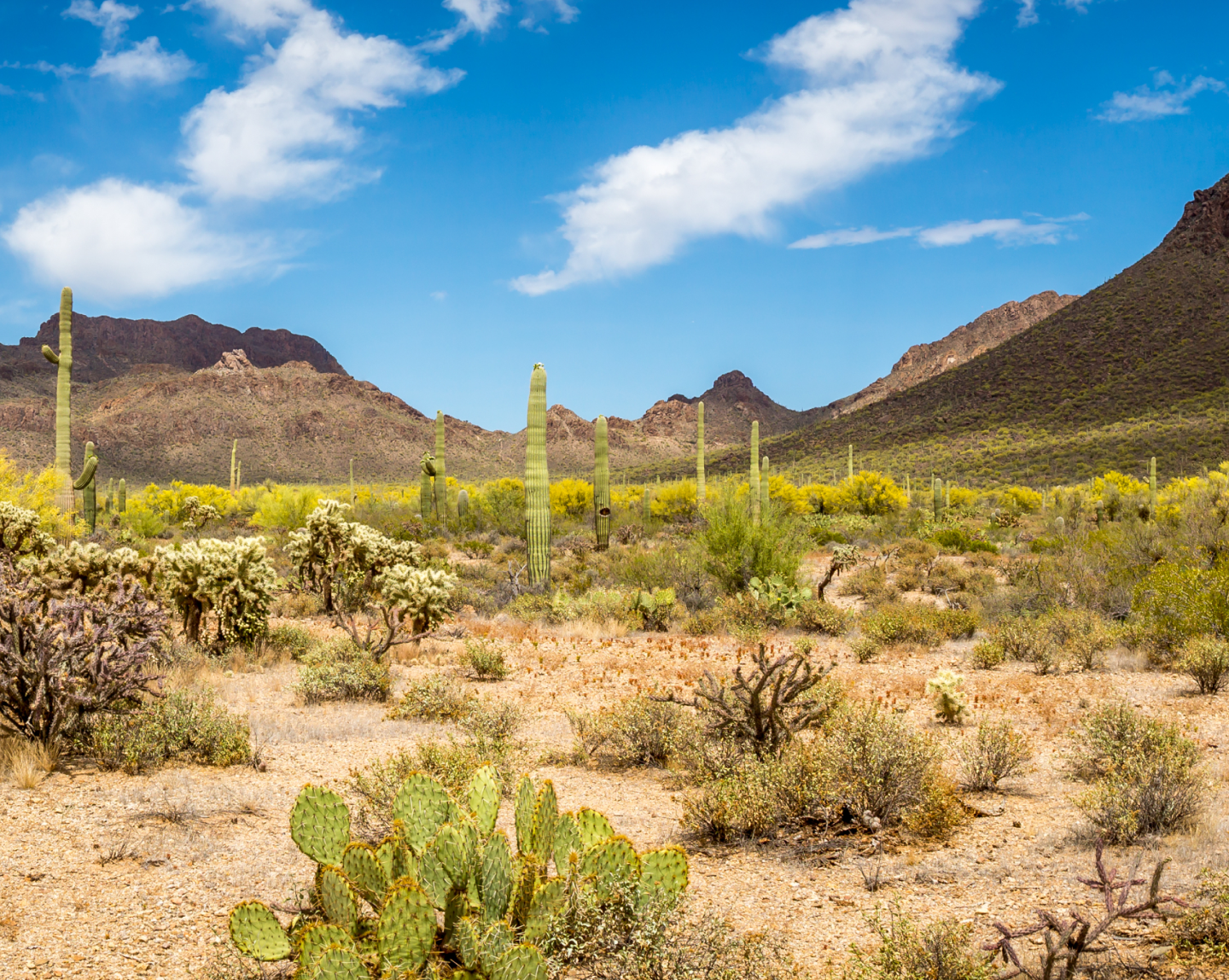 mountainous desert with cactus