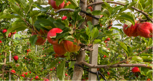 Apples on apple tree
