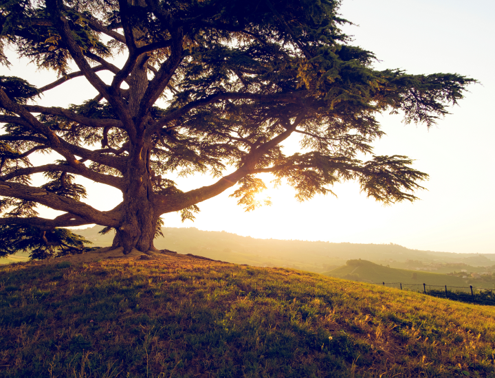 a tree on a hill at sunset