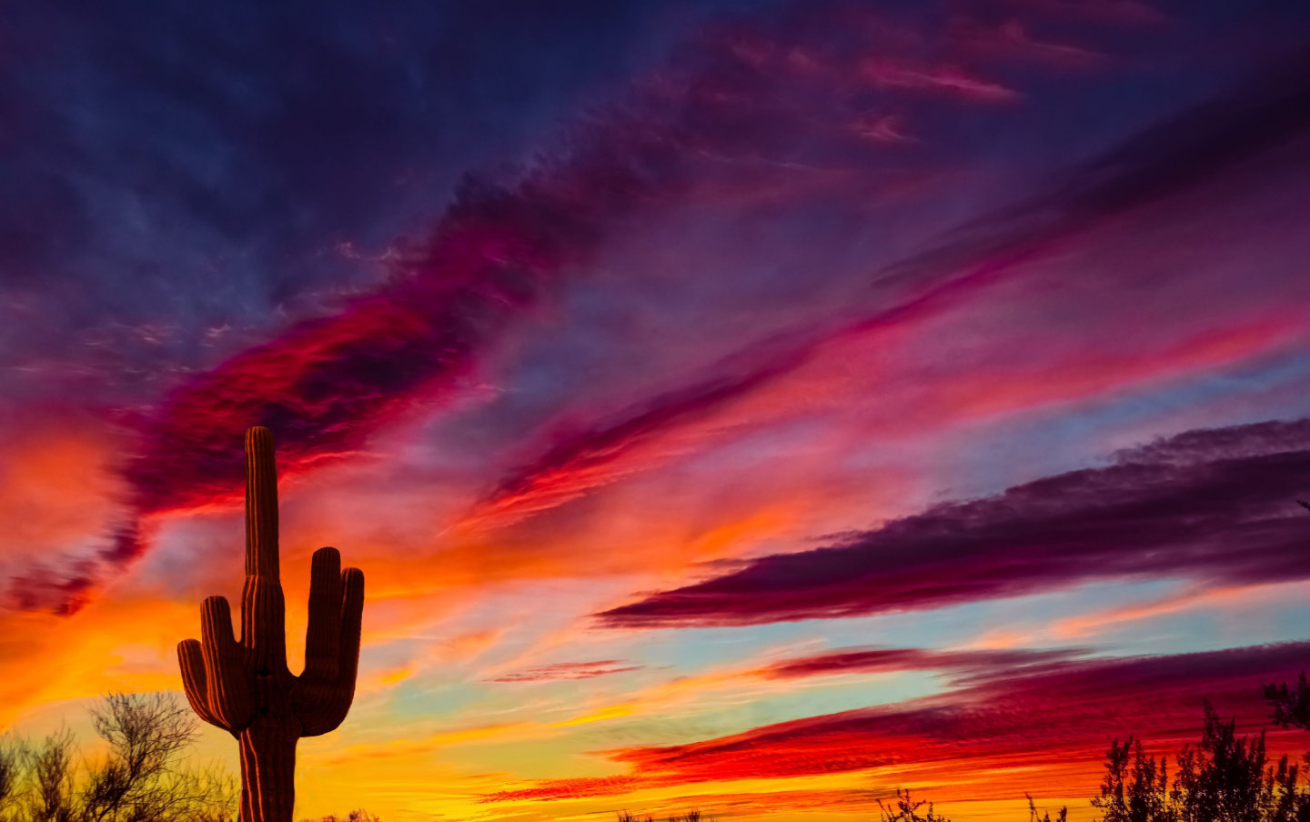 pink, purple, and orange sky sunset with cactus