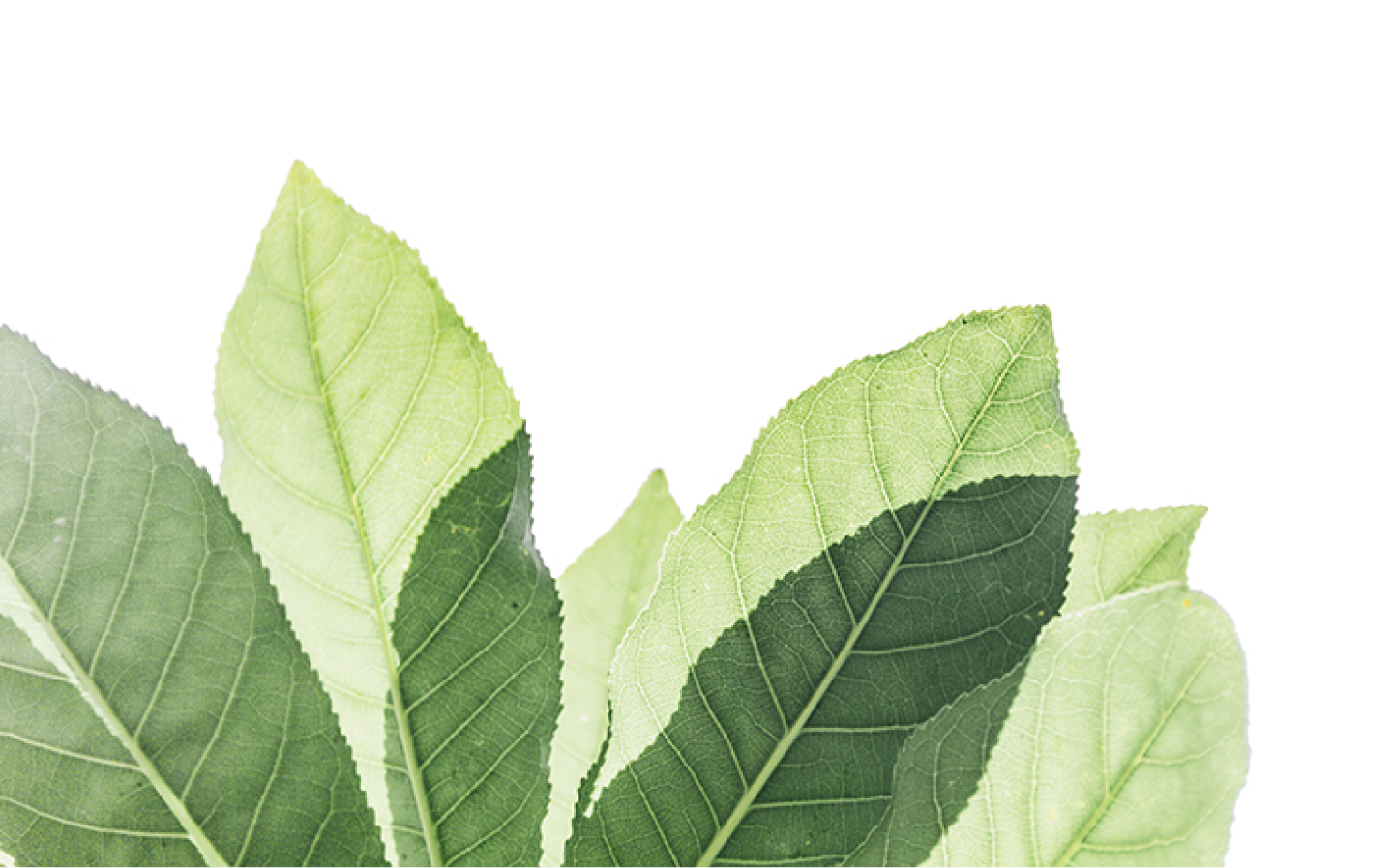 A fresh approach to financial planning. 