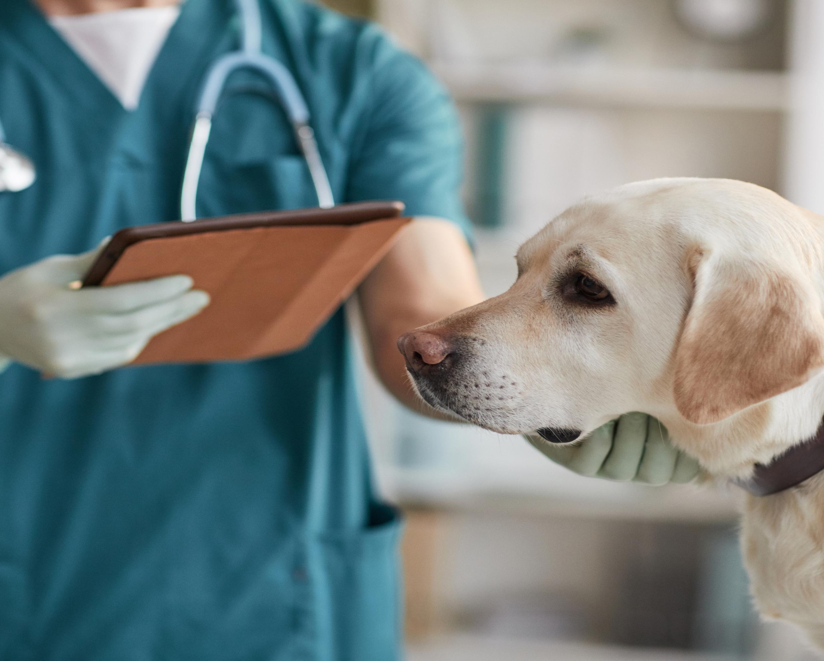 Vetrinarian examining a yellow dog