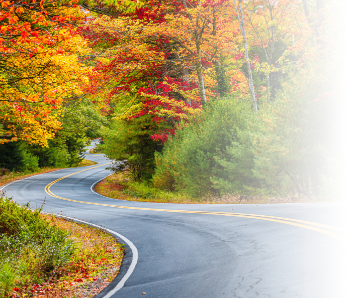 forest road in the fall