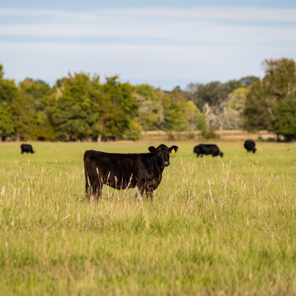 ... no copy here ...