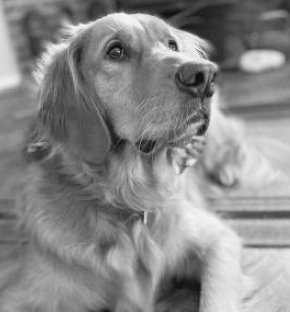 Scout
