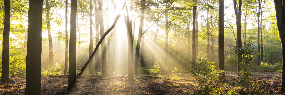 Forest with rays of sun shining through