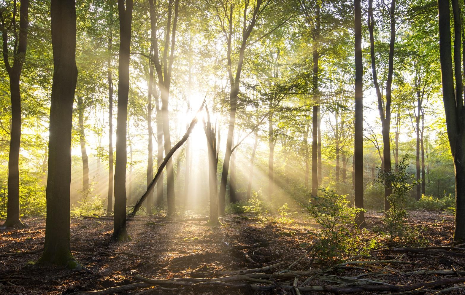 Rays of light in a forest in summer