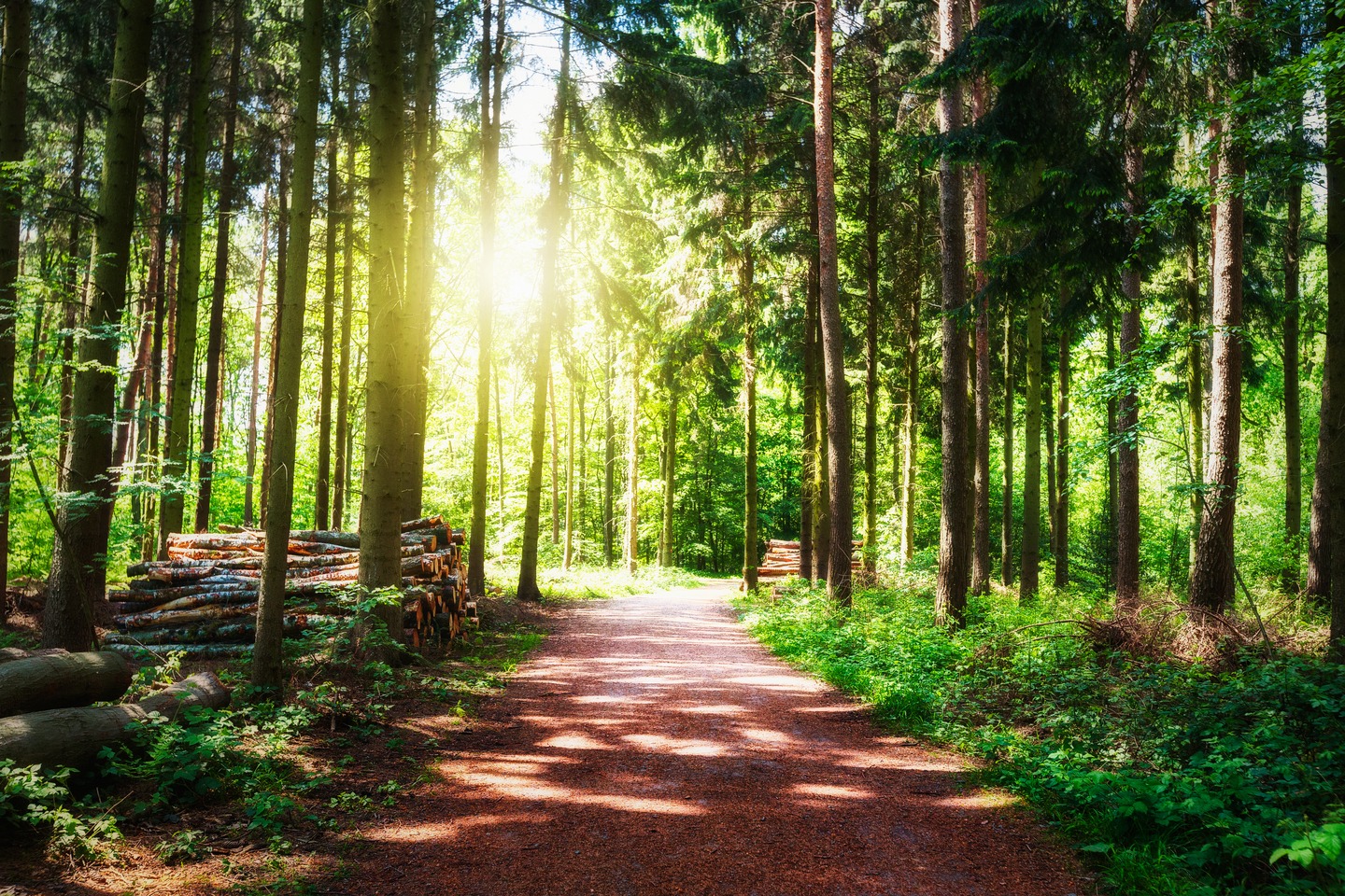 path-through-forest