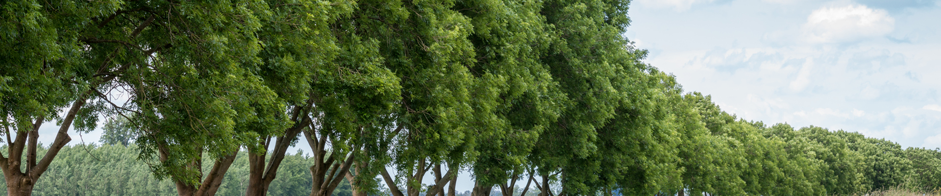 Long line of trees in a field