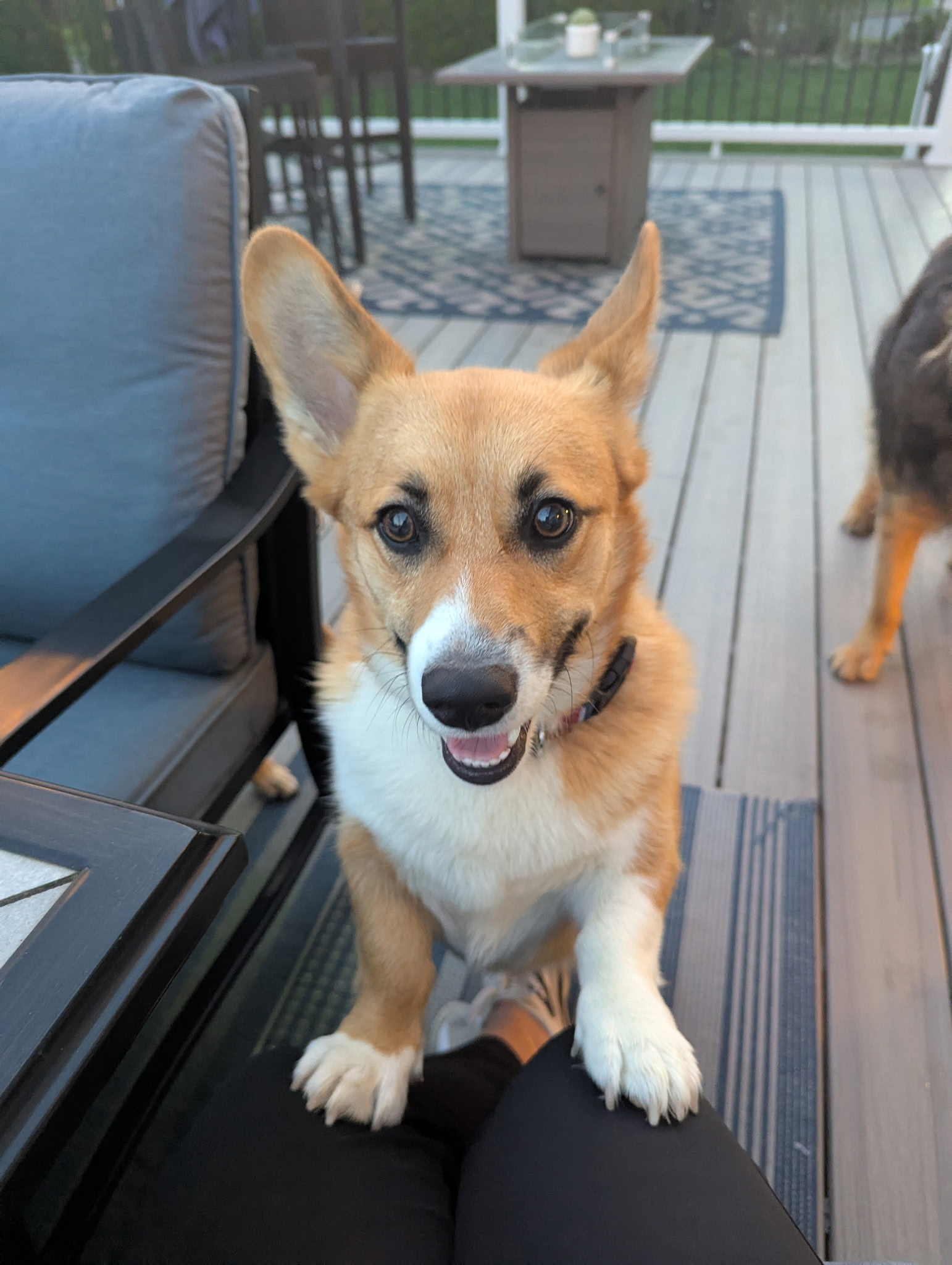 Meet Budy<br/><sup>the Pembroke Wealth Corgi</sup><br/>