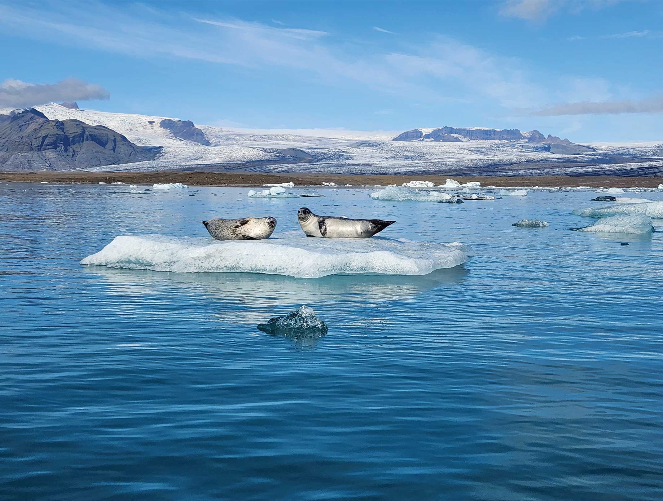  Two seals resting on an iceberg, surrounded by calm water, showcasing a serene moment in their natural habitat.