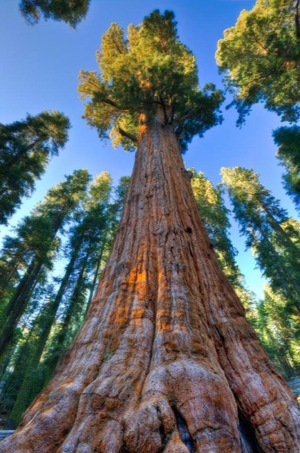 Sequoia
