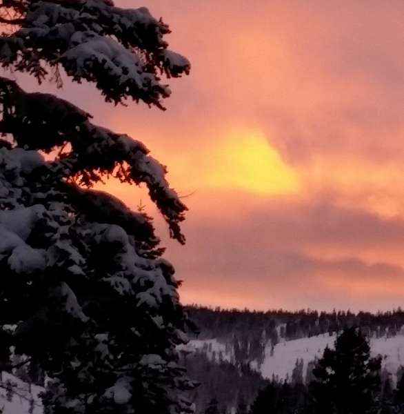 sun setting in winter over snow covered tree
