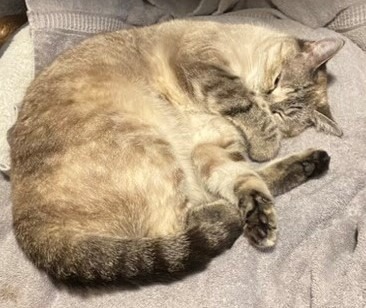 Cleo