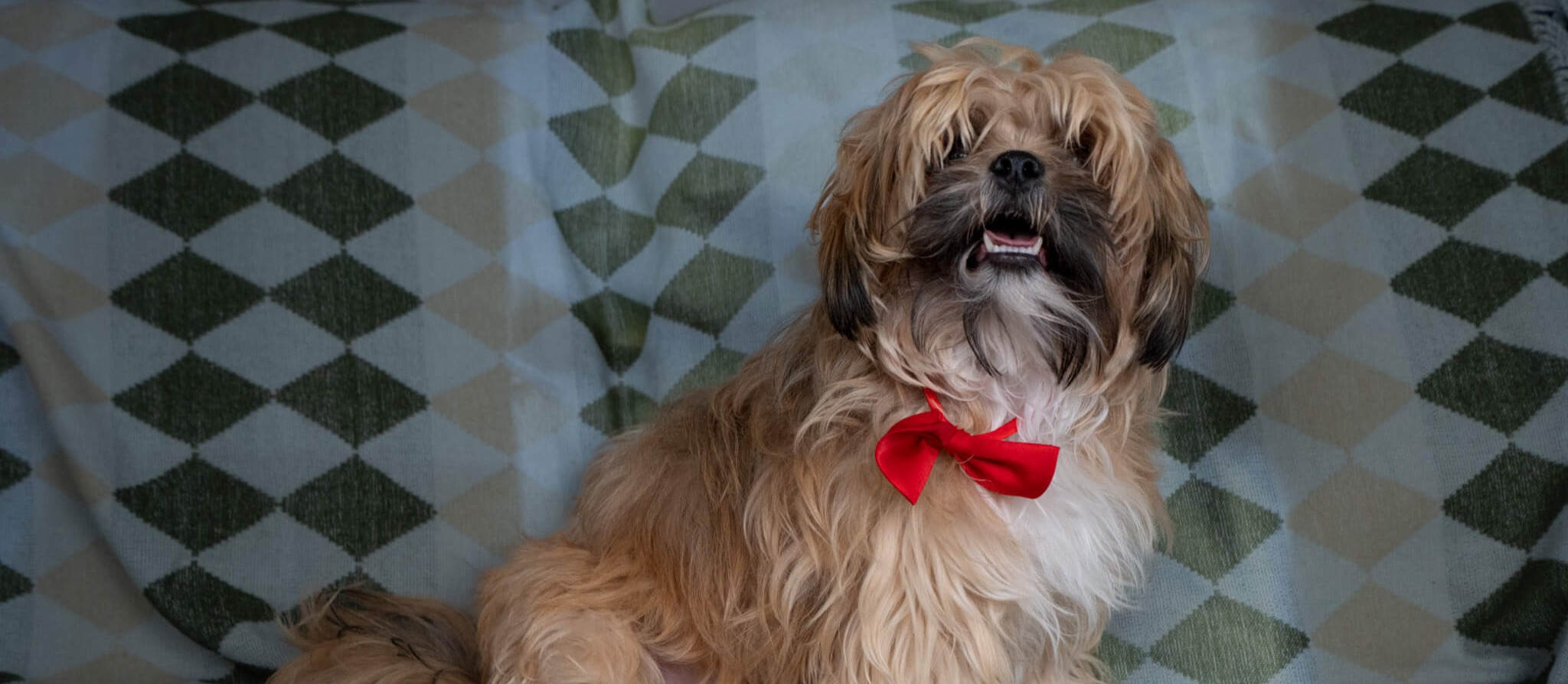 Chewy - CCO Chief Comfort Officer