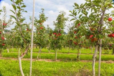 Apple Tree Field