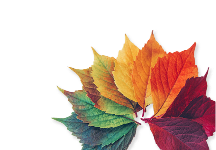 Leaf Image