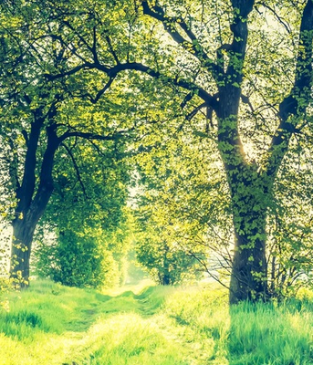 Green forest with trail