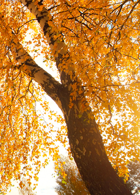 Autumn tree