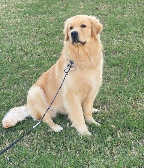 Mulligan