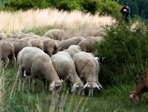 Know well the condition of your flocks